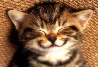 smile-kitten-large