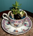 succulent teacup
